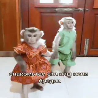 🐵 снакомьтесь ета наш нови брадик mono, animales, ropa, vestido, lindo, gracioso, hermano whatsapp sticker