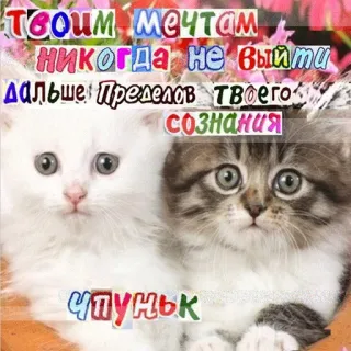 😨 твоим мечтам никогда не выйти дальше пределов твоего сознания Чупуньк cats, kittens, russian, text, meme telegram sticker