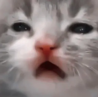 🎀 猫, 小猫, 动物, 宠物, 可爱, 伤心 telegram sticker