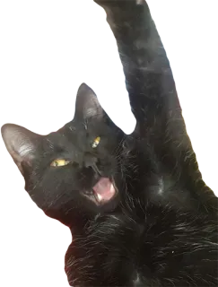 👋 cat, black cat, animal, pet telegram sticker
