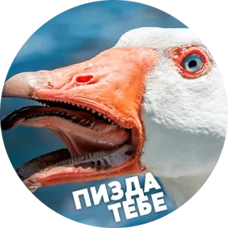 😡 ПИЗДА ТЕБЕ 거위, 새, 모욕, 불쾌한 telegram sticker