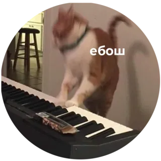 🤘 ебош kat, piano, dier whatsapp sticker