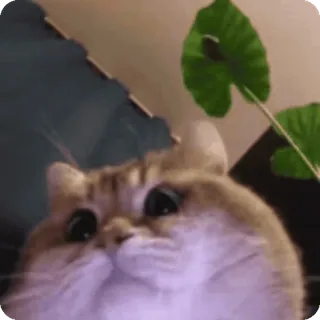 🌟 cat, cute, animal, kitten, pet, domestic cat telegram sticker