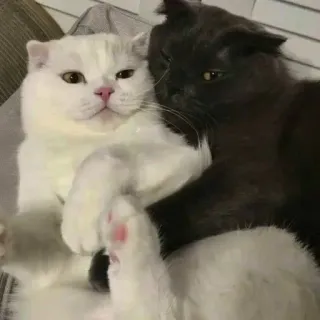 🖤 kot, koty, słodki, zwierzęta, zwierzaki whatsapp sticker