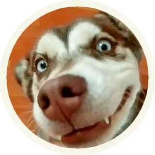 😏 hond, husky, dier, huisdier, portret, sticker telegram sticker