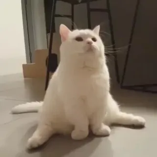 🪐 cat, white cat, animal, pet, cute, domestic animal telegram sticker