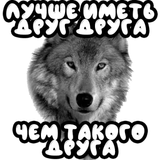 🔞 ЛУЧШЕ ИМЕТЬ ДРУГ ДРУГА
ЧЕМ ТАКОГО ДРУГА lupo, animale, citazione, russo, amicizia telegram sticker