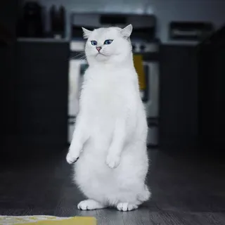 😼 gato, animal, gato branco, em pé, cozinha, animal doméstico telegram sticker