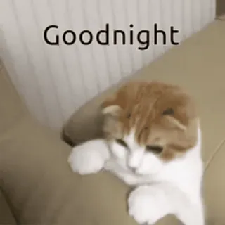 😴 Goodnight cat, sleepy, goodnight, animal, pet, cute telegram sticker