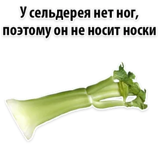 😉 У сельдерея нет ног, поэтому он не носит носки aipo, comida, legume, engraçado, piada, meias telegram sticker