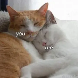 🌟 you me 猫, 愛, 友情, 動物, 愛情, かわいい telegram sticker