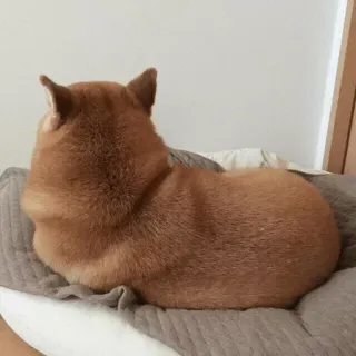☁ anjing, shiba inu, hewan peliharaan, binatang, hewan peliharaan, imut, anjing, binatang telegram sticker