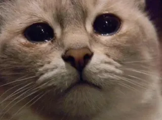 😟 chat, triste, animal, chaton, chat domestique telegram sticker