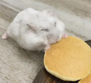 🥞 hamster, cute, food, pancake, animal, eating telegram sticker