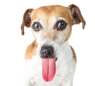 😛 собака, животное, питомец, язык, милый, очаровательный telegram sticker