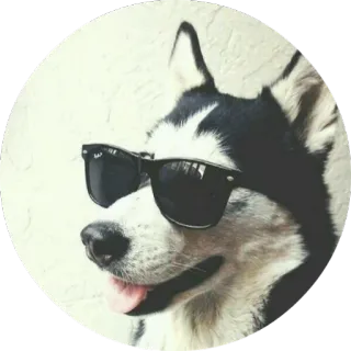 🐶 dog, husky, sunglasses, cool, pet telegram sticker