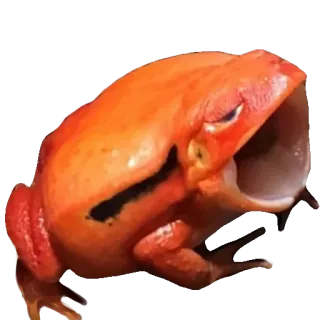 ❤️ rã, animal, laranja, boca, vida selvagem whatsapp sticker