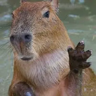 Capybara Are My Life telegram stickers