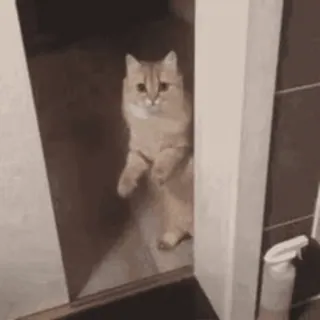 🤭 gatto, in piedi, animale domestico, mammifero, carino, animale da compagnia telegram sticker