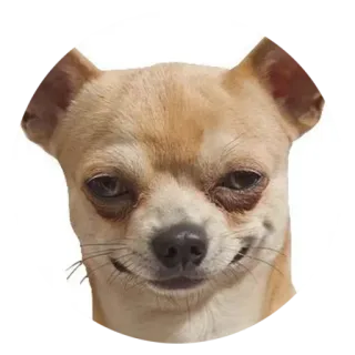 😏 犬, チワワ, 動物, ペット, ミーム, 可愛い telegram sticker