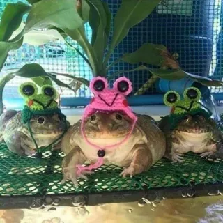 🥳 grenouilles, animaux, mignon, chapeaux, amphibiens whatsapp sticker