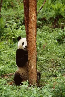 🙈 panda, animal, bear, cute, nature, wildlife telegram sticker