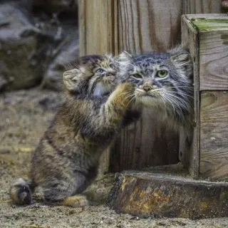 🗣 Katze, Kätzchen, Tier, süß, Wildkatze, Manul, Manul whatsapp sticker