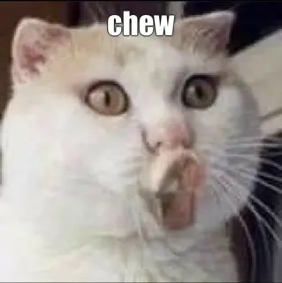 🐾 chew 고양이, 밈, 씹다, 웃긴, 동물 telegram sticker