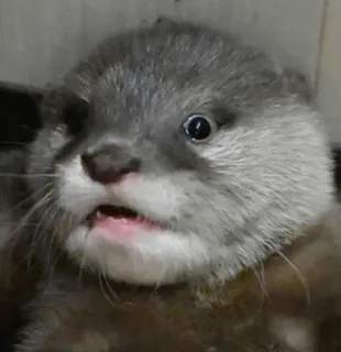 🤪 otter, animal, cute, mammal, wildlife, nature, baby otter telegram sticker