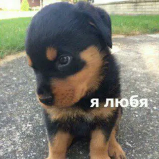 ❤ Я любя собака, щенок, милый, домашнее животное, животное telegram sticker