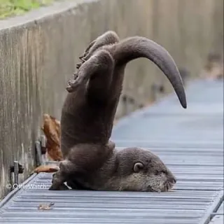 🦦 nutria, animal, lindo, divertido, naturaleza, fauna telegram sticker