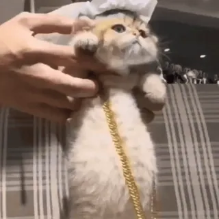 🤩 kat, kitten, dier, huisdier, gouden ketting, schattig whatsapp sticker