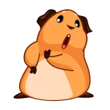 👏 guinea pig, animal, cute, shocked, surprised, cartoon telegram sticker