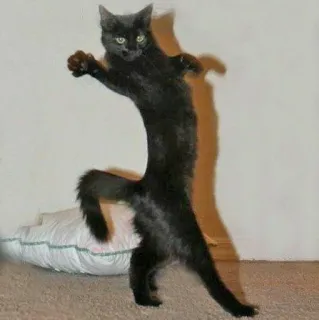 🎥 cat, black cat, animal, pet, standing cat, funny, meme, dancing cat telegram sticker