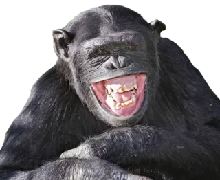 😁 scimmia, scimpanzé, animale, primate, mammifero, scimmia antropomorfa whatsapp sticker