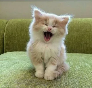 🐱 кошка, котенок, милый, зевающий, пушистый, животное telegram sticker