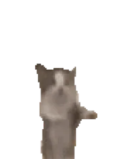 🐈 cat, middle finger, offensive gesture, animal, meme telegram sticker
