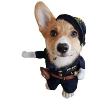 👮‍♀️ perro, policía, corgi, agente, uniforme, lindo whatsapp sticker
