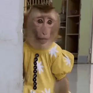 😕 monkey, animal, cute, yellow, dress, primate whatsapp sticker
