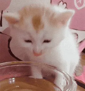 🌟 котенок, кошка, питомец, животное, милый, пьет whatsapp sticker