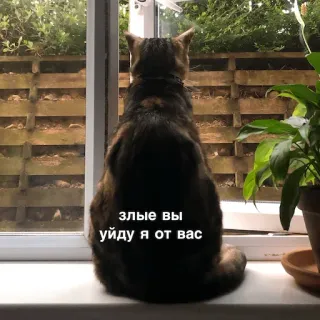 😩 злые вы уйду я от вас แมว, หน้าต่าง, รัสเซีย, ตลก, มีม telegram sticker