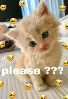 🥺 please ??? 고양이, 새끼 고양이, 귀여운, 애원하는, 이모티콘, 사랑스러운, 간청하는 telegram sticker