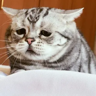 😫 Sad Cat telegram sticker