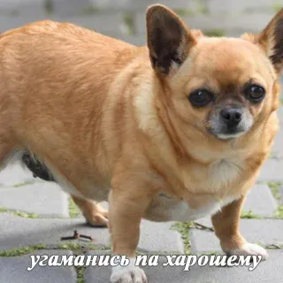 🐶 уrаманись по xарошему cão, chihuahua, animal, fofo, russo, texto telegram sticker