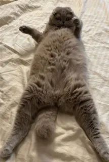 👋 gato, animal, mascota, lindo, doméstico, felino telegram sticker