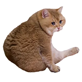😒 cat, pet, animal, domestic cat telegram sticker