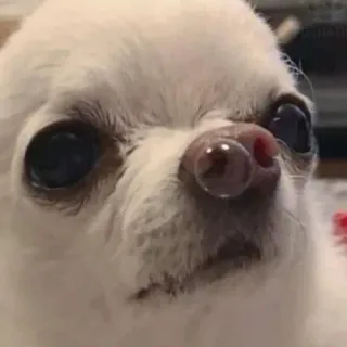 🐶 cão, chihuahua, animal de estimação, animal, fofo, meme, engraçado telegram sticker