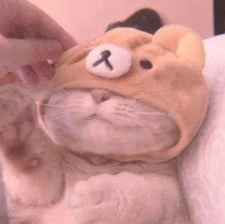 🐈 cat, cute, bear, animal, pet whatsapp sticker