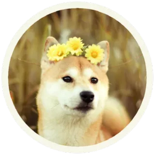 🙆 perro, shiba inu, flores, lindo, animal telegram sticker