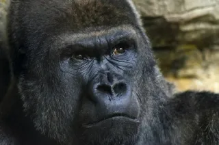 😳 gorilla, animale, scimmia, primate, fauna selvatica, mammifero telegram sticker